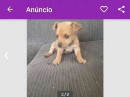 Casal compra pinscher pela internet, mas recebe filhote de vira-lata