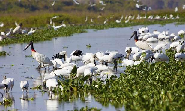 Pedro Chaves &eacute; o relator de projeto que cria regras de gest&atilde;o do Pantanal