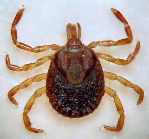 Com 3 suspeitas de febre maculosa, entidades alertam para tipos de carrapatos