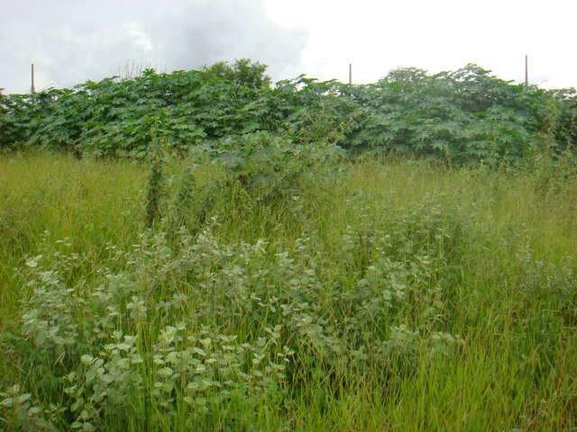  Leitor denuncia terreno que virou lix&atilde;o no Carand&aacute; Bosque