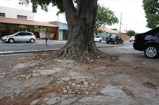 A raíz da árvore está destruindo a calçada (Foto: Cleber Gellio)