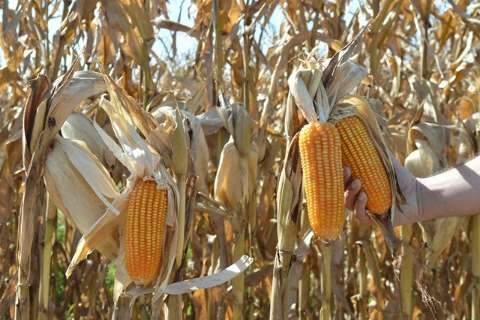 Produção de milho safrinha em MS cai 26% devido ao clima 