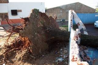 A árvore quebrou o muro da UPA do Aero Rancho (Foto: Marcos Ermínio)