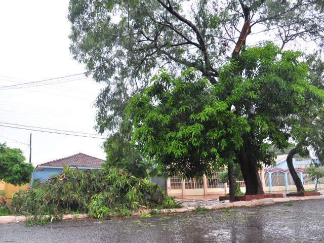  Chuva alaga trecho da rodovia 163 e derruba galho em avenida