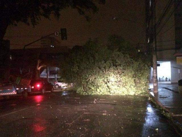 Ventania e chuva derrubam &aacute;rvore e deixam bairros da Capital sem energia