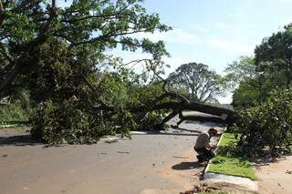 Ventos chegaram aos 46 quilômetros por hora, segundo o Inpe e derrubaram 4 árvores (Foto: Marcos Ermínio)