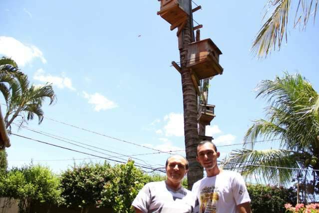 Na Vila Planalto, coqueiros cheios de ninhos servem para pagar d&iacute;vida de crian&ccedil;a