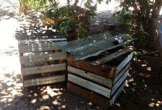 Galos ficavam preso em caixotes de madeira  (Foto: divulgação/PMA)