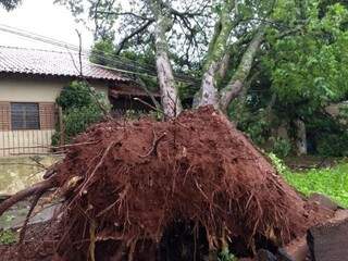 Árvore não resistiu a força dos ventos no Jardim São Pedro, em Dourados (Foto: Eliel Oliveira)