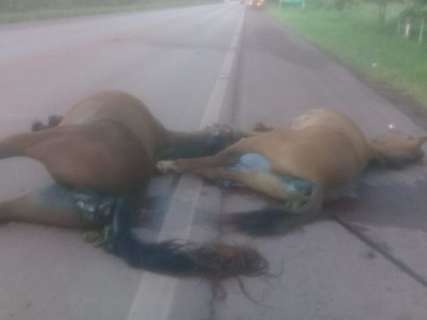 Colisão deixa dois cavalos mortos na BR-262