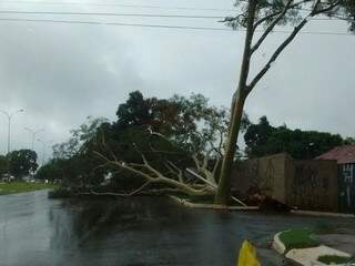 Árvore caiu na Lúdio Martins Coelho e ocupa duas faixas da via. (Foto: Direto das Ruas)