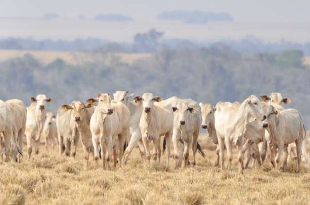 Guia de Tr&acirc;nsito Animal Eletr&ocirc;nica ser&aacute; obrigat&oacute;ria a partir de 2015