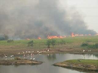 Estudo inclui áreas pantaneiras afetadas pelo fogo para descobrir lógica do ciclo de queimadas no bioma (Foto: Sandra Santos/Embrapa Pantanal)