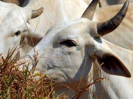 Caso de “vaca louca” em MT faz país suspender exportações de carne para a China