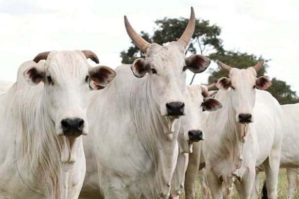 Ir&atilde; triplica compra de carne de MS no primeiro quadrimestre do ano