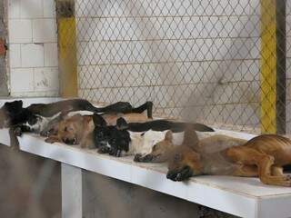 Foto dos animais sacrificados, divulgada por morador de Jardim (Foto: Reprodução/ Facebook)