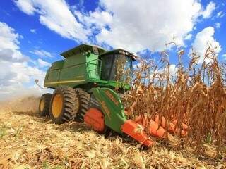 O Brasil é atualmente o terceiro maior produtor de milho do mundo. (Foto: Divulgação/Governo Federal) 