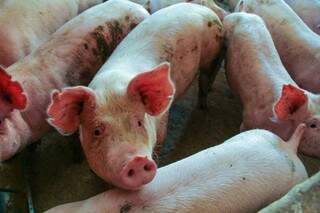 Cooperativa abate 3 mil suínos por dia. (Foto: Marcos Ermínio/Arquivo)