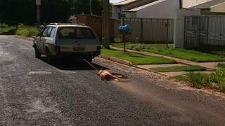 O cachorro foi arrastado por uma avenida de Naviraí (Foto: Direto das Ruas)