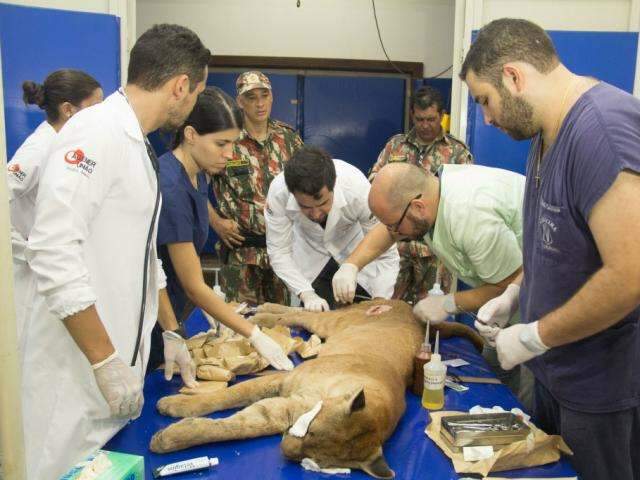 On&ccedil;a-parda que virou celebridade j&aacute; voltou para a natureza