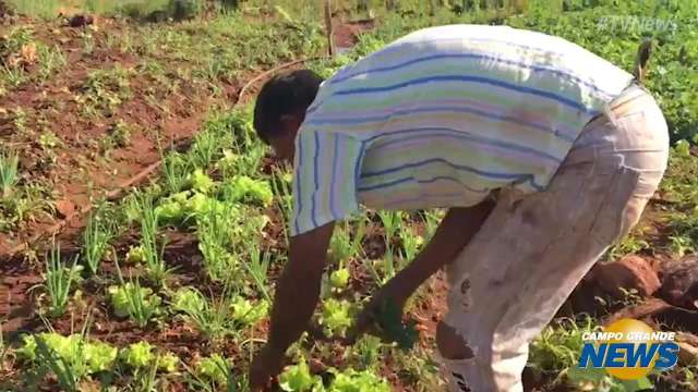 Para n&atilde;o ficar parado e aumentar renda, Aparecido transformou o quintal em horta