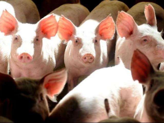 MS perde US$ 4,4 milh&otilde;es em receita com exporta&ccedil;&otilde;es de carne su&iacute;na 
