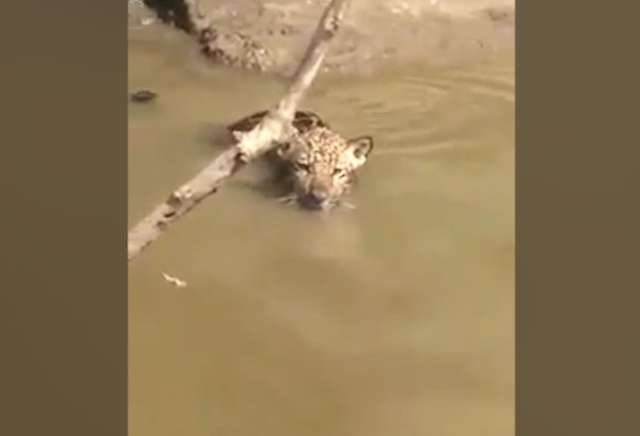 Pescador salva filhote de on&ccedil;a presa em anzol no Rio Miranda