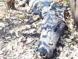 Animais foram encontrados mortos dentro e no entorno das propriedades rurais (Foto/Divulgação: Caimasul)