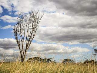 Vegetação seca e temperaturas acima da média devem provocar inverno com recorde de queimadas. (Foto: Paulo Francis)