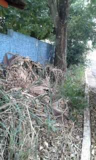 Moradores reclamam de lixo e mato alto em calçada de creche desativada