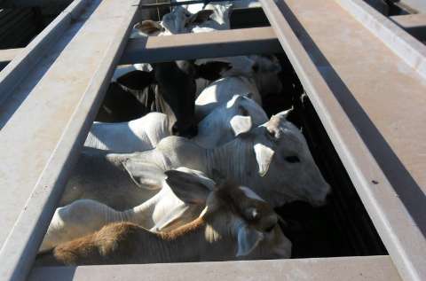 Polícia prende quadrilha que furtava gado e vendia cada cabeça a R$ 500