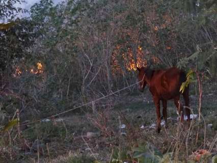 Corumbá lidera ranking estadual com 346 focos de queimadas 