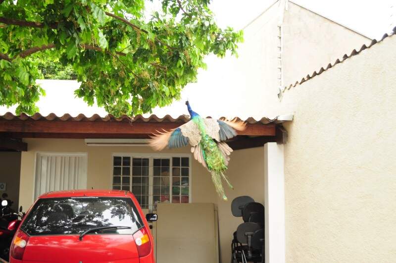 Guarda Municipal resgata macaco-prego abandonado em porta de