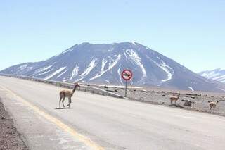 Lhamas no meio da rodovia, o animal típico da região dos Andes é um dos cuidados que se deve ter na viagem (Foto: Sílvio Andrade) 
