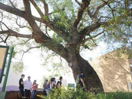 Semadur usa equipamento de R$ 200 mil para monitorar saúde das árvores