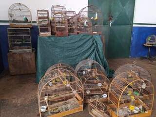 Gaiolas com pássaros silvestres apreendidas pela PMA em Dourados (Foto: Adilson Domingos)