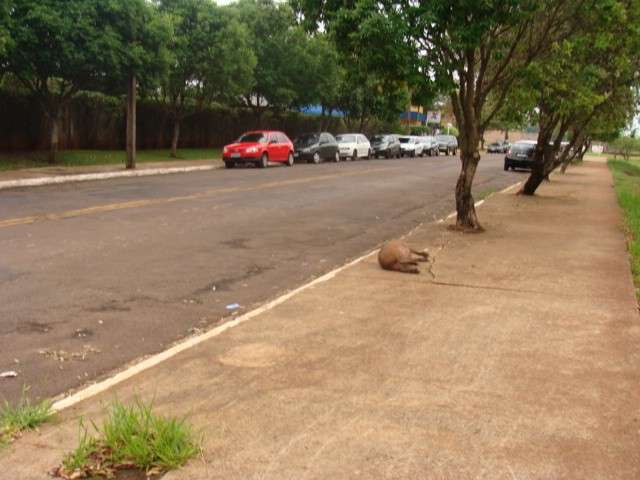 PMA recolhe capivara morta atropelada na Ant&ocirc;nio Maria Coelho 