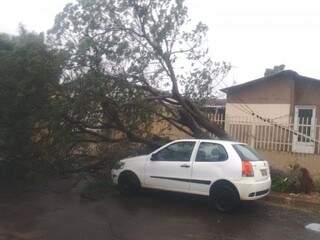 Árvore caiu sobre carro no Bairro Estrela do Sul (Foto: Direto das Ruas)