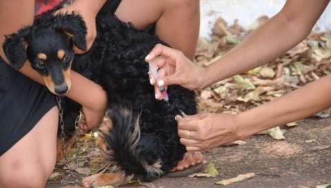 Prefeitura imuniza 3.400 animais contra raiva e vacina continua disponível 