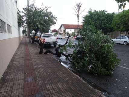 Temporal com vento e granizo provoca estragos em Campo Grande