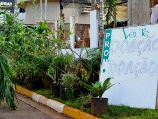 Loja oferece plantas de graça. (Foto: Alcides Neto)
