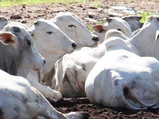 Programa Precoce MS abateu 43 mil cabeças de gado até julho. (Foto: Iagro/ Divulgação)