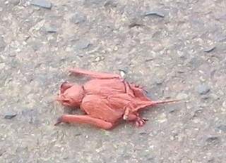 Morcego encontrado pelo leitor Luciano estava vermelho porque foi sujo de barro, segundo o CCZ. (Foto: Luciano Secco)