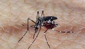 Pesquisadores estudam fatores que, junto ao v&iacute;rus Zika, causam Guillain-Barr&eacute;