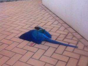 Arara-canind&eacute; &eacute; morta com tiro de chumbinho e cai em quintal de casa