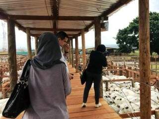 Equipe da Indonésia visitou propriedade rural em Campo Grande nesta semana (Foto: Divulgação)