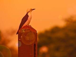 Pássaro descansa em pilar no parque das nações, em Campo Grande, por volta das 15h30 desta terça-feira  (Foto: Marcos Ermínio)