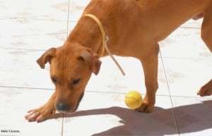 ONG pede informa&ccedil;&otilde;es do c&atilde;o Scooby, piv&ocirc; de pol&ecirc;mica sobre leismaniose