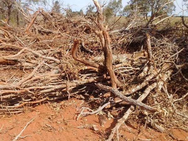 PMA autua assentado em R$ 16 mil por desmatamento ilegal de 16 hectares