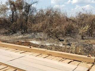 Área queimada no Passo do Lontra, em Corumbá (Foto: Reprodução)